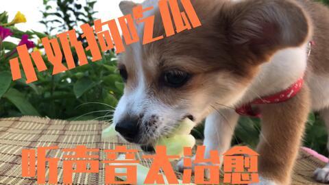 娱乐吃瓜酱小动物视频,小动物娱乐视频大盘点