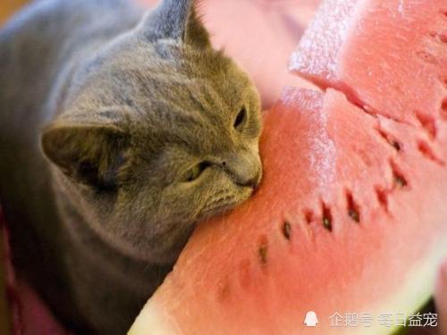 娱乐吃瓜酱小动物视频,小动物娱乐视频大盘点