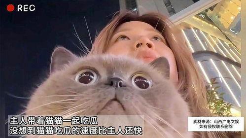 娱乐吃瓜猫嘎嘎,揭秘娱乐圈幕后趣闻