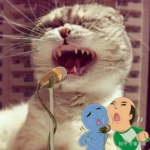 娱乐吃瓜酱猫叫喵喵喵,喵喵喵！娱乐吃瓜酱带你领略猫界趣味